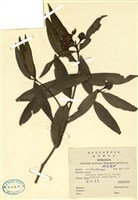 藏品(蒲桃(香果))的圖片